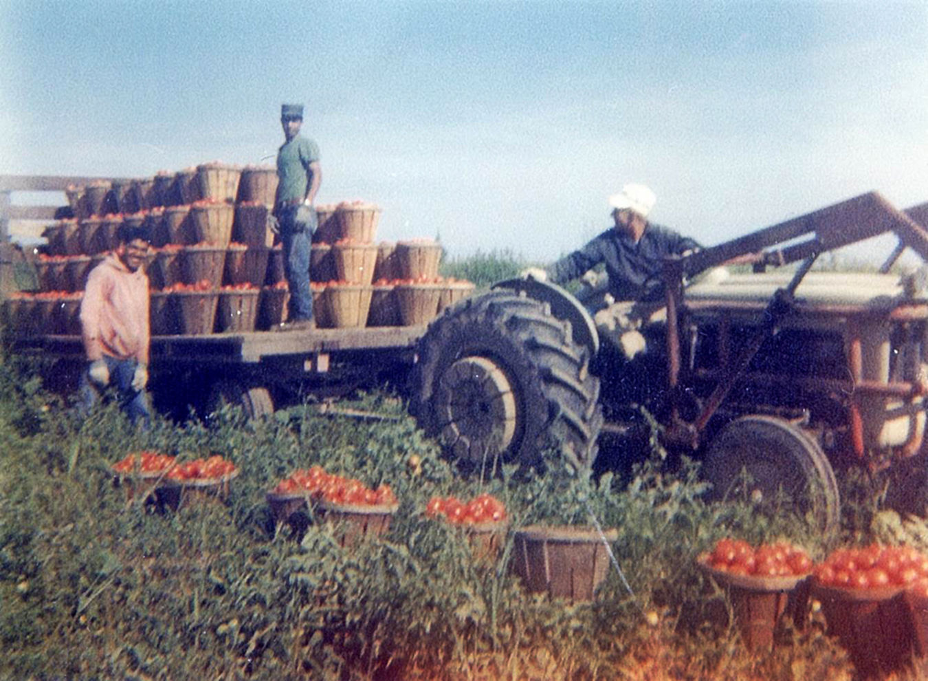 Tomato harvest